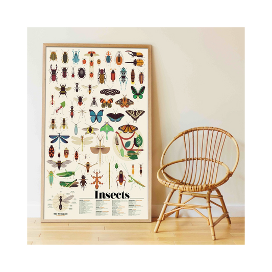 Discovery Poster con 44 Stickers - Insectos